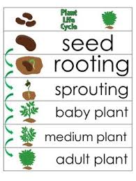 3 Plant Life Cycle Charts And Worksheets Preschool 1st Grade Homeschool