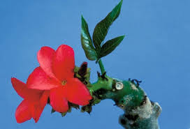 Image result for Jatropha scaposa