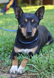 Maybe you would like to learn more about one of these? Adopt Luna On Petfinder Basenji Dogs Dogs Terrier Mix Dogs