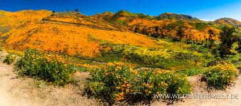 Check spelling or type a new query. Super Bloom 2019 California Poppies Am Lake Elsinore California Www Wilde Weite Welt De