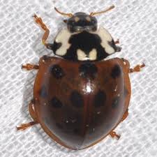 Black Beetles In The City Dark Fifteen Spotted Lady Beetle Anatis Labiculata Photo By Larry Mcdaniel Via Bug Guide Found In Johnson City Tennessee Lady Beetle Beetle Black Spot
