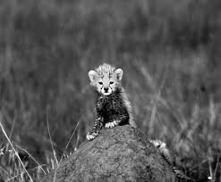 Black And White Cheetah Photography Pin On Ref
