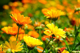 Jun 15, 2021 · kamu juga telah menanam kombinasi sempurna untuk salad musim panas yang lezat, kata pisegne. Asteraceae 1080p 2k 4k 5k Hd Wallpapers Free Download Wallpaper Flare