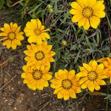 Image result for foto Gazánie