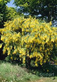 Image result for Laburnum anagyroides