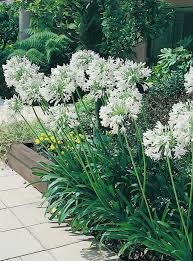 Pin On Backyard Ideas
