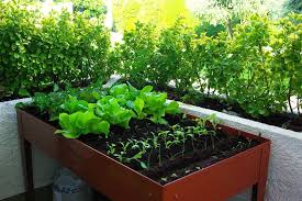 Tener un huerto ecológico en casa nos ofrece la posibilidad de cultivar nuestras propias verduras y hortalizas. Como Hacer Un Huerto Ecologico En Casa