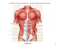 Most critical organs are housed within the torso. Front Of Torso Muscles