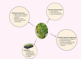 Image result for Sarcocornia decumbens