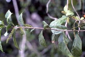 Image result for Abutilon longicuspe