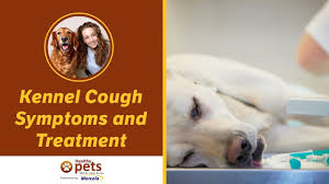Obesity in dogs is a common concern, but if your pet slims down too much or drops pounds quickly and unexpectedly, this could be. Kennel Cough Symptoms And Treatment Youtube