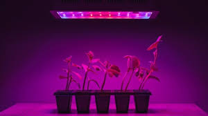 We did not find results for: Top 6 Best Grow Lights For 4x4 Tent Aug 2021 Reviews Guide
