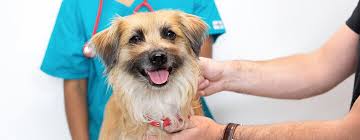 Just like in humans, dandruff occurs in dogs when flakes of dead skin cells start falling out of place and hanging out on the hair and wherever they land. Dog Skin Problems Common Skin Conditions In Dogs Purina