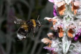 Wie gefährlich ist ein hummelstich? Hummel Medienwerkstatt Wissen C 2006 2021 Medienwerkstatt