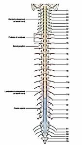 There also are bands of fibrous connective tissue—the ligaments and the tendons—in intimate relationship with the parts of the skeleton. Easy Notes On Spinal Cord Learn In Just 4 Minutes Earth S Lab