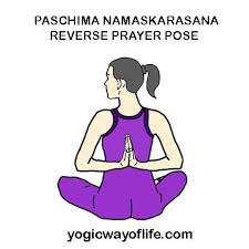 Yoga Asana Yogic Way Of Life In 2020 Yoga Poses For Beginners Yoga Asanas Yoga Lessons