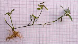 Image result for Calopogonium