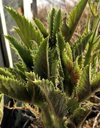 Image result for Cyphostemma congestum