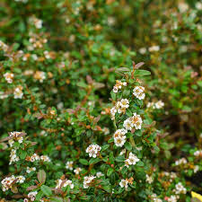Image result for Cotoneaster