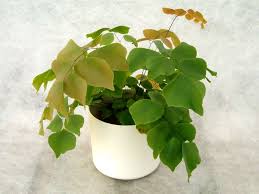 Image result for Adiantum