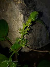Image result for Acalypha brachystachya