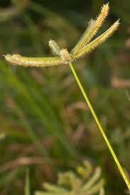 Image result for Dactyloctenium geminatum