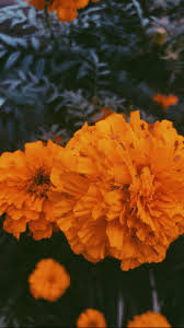 Baddie is an aesthetic primarily associated with instagram and beauty gurus on youtube that is centered around being conventionally attractive by today's beauty standards. Lockscreen Iphone And Wallpaper Image 6823607 On Favim Com