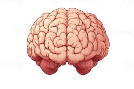 Image result for Brain Gyri
