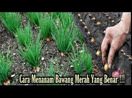 Penyiraman dilakukan sehari dua kali, pagi dan sore. Cara Menanam Bawang Merah Yang Benar Growing Onions Youtube
