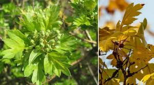 Types Of Hawthorn Trees With Their Flowers And Leaves Pictures