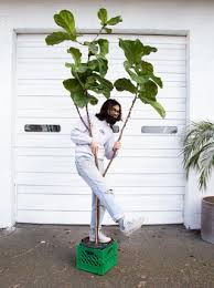 Image result for Ficus lyrata