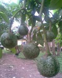 Image result for Voacanga chalotiana