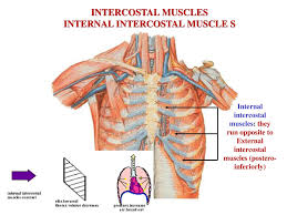 Stretching out the muscles of the chest and the rib. Muscles Of Respiration Ppt Download