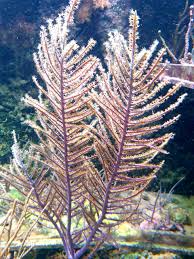 Image result for Geigeria filifolia