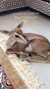 تاخــذه دق فـولو in 2021 cover photo quotes cute letters islamic quotes wallpaper