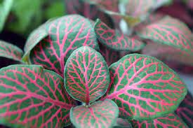 Pianta a portamento eretto con foglie di notevoli dimensioni, di un bel colore verde brillante. Fittonia Coltivazione