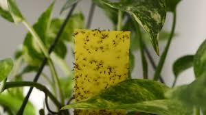 Image result for puklice na pokojových rostlinách obrázek