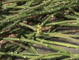 Image result for Cynanchum