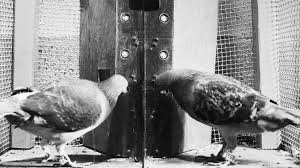 We did not find results for: Skinner Box What Is An Operant Conditioning Chamber