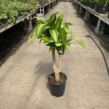 Image result for Dracaena fragrans
