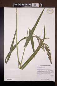 Image result for Echinochloa frumentacea