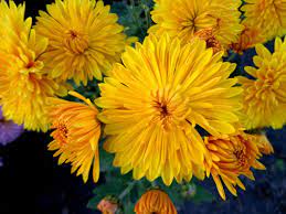 Yellow Chrysanthemum Photo Chrysanthemum Plant Yellow Chrysanthemum Chrysanthemum