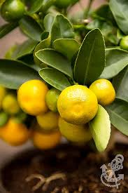 It's a cold beverage made by extracting the juice into an icy drink. Calamondin Orange Tree Citrofortunella Microcarpa Citrofortunella Mitis Info And Recipe Ideas Coffee Vanilla