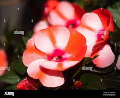 Image result for Impatiens gomphophylla