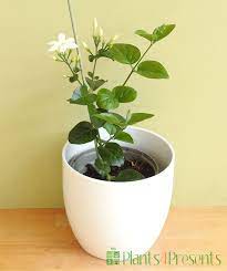We did not find results for: Jasmine Sambac Special Scented Jasmine Delivered As Gifts