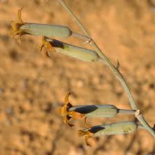 Image result for Dipcadi gracillimum