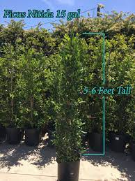 And they're known for durability. Ficus Nitida Indian Laurel Plants For Sale 5 Gal 15 Gal 24 Box