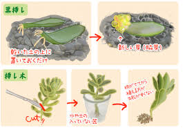 多肉植物の管理ポイント 楽しみ方 花ごころメディア 花ごころ