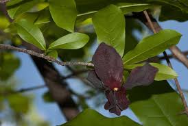 Image result for Monodora junodii