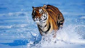 How To Survive A Tiger Attack Tiger Wallpaper Tiger Attack Tiger In Water